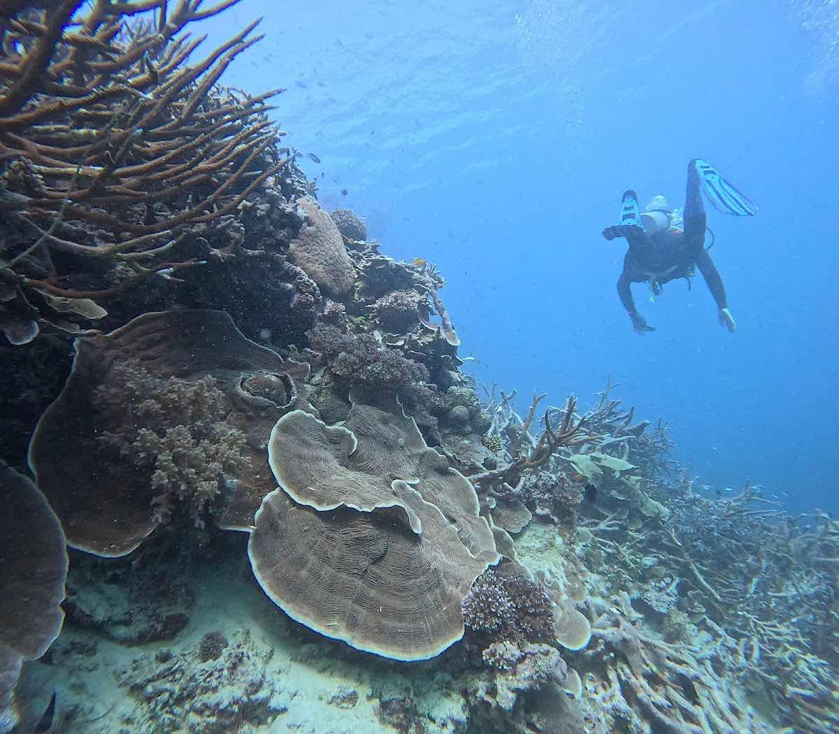 Reef Safari Diving photo 8