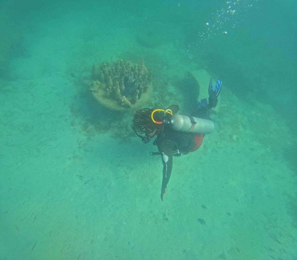 Sealife Paradise photo 5
