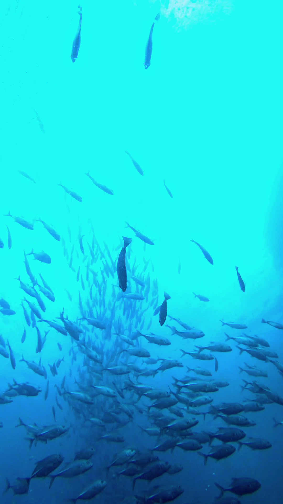 Lotus Diving photo 3