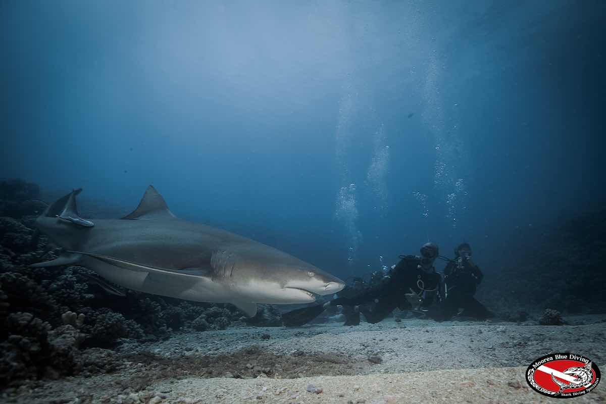 Moorea Blue Diving photo 2