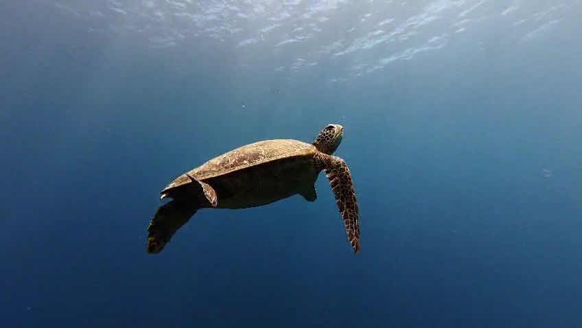 Moorea Blue Diving photo 3