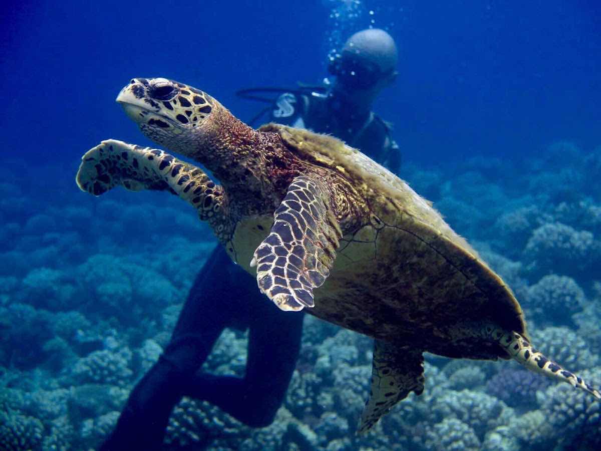 Moorea Blue Diving photo 7
