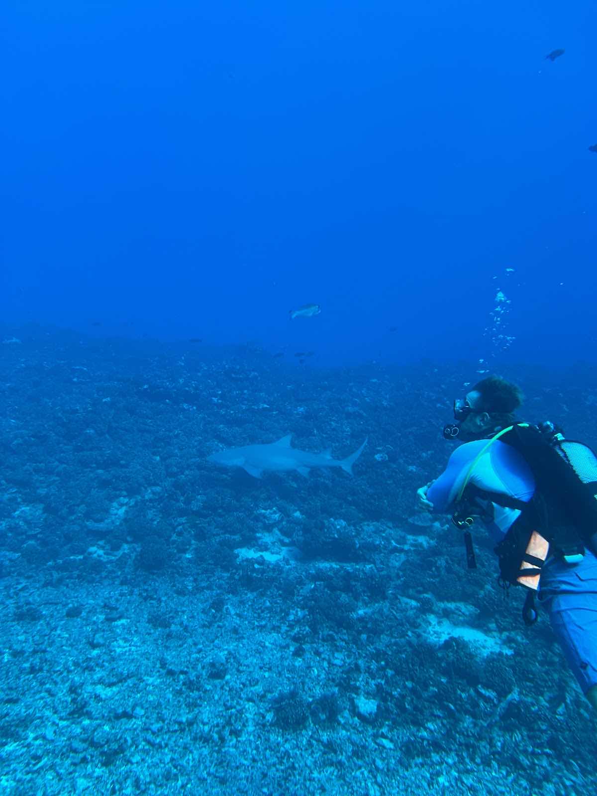 Moorea Blue Diving photo 10