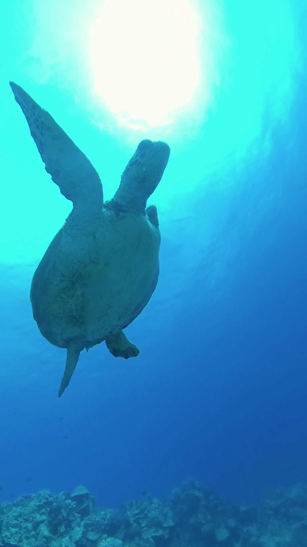 Dive Rarotonga photo 4