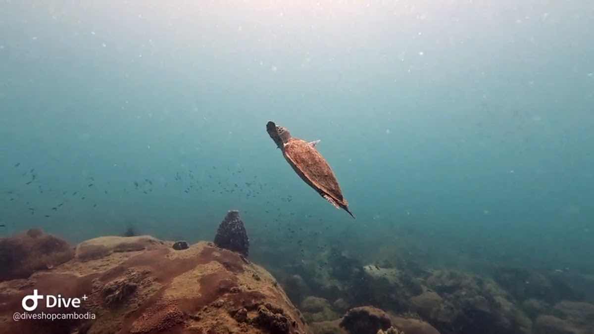 The Dive Shop photo 5