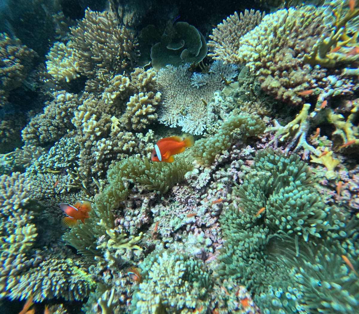 Ra Divers Fiji photo 2