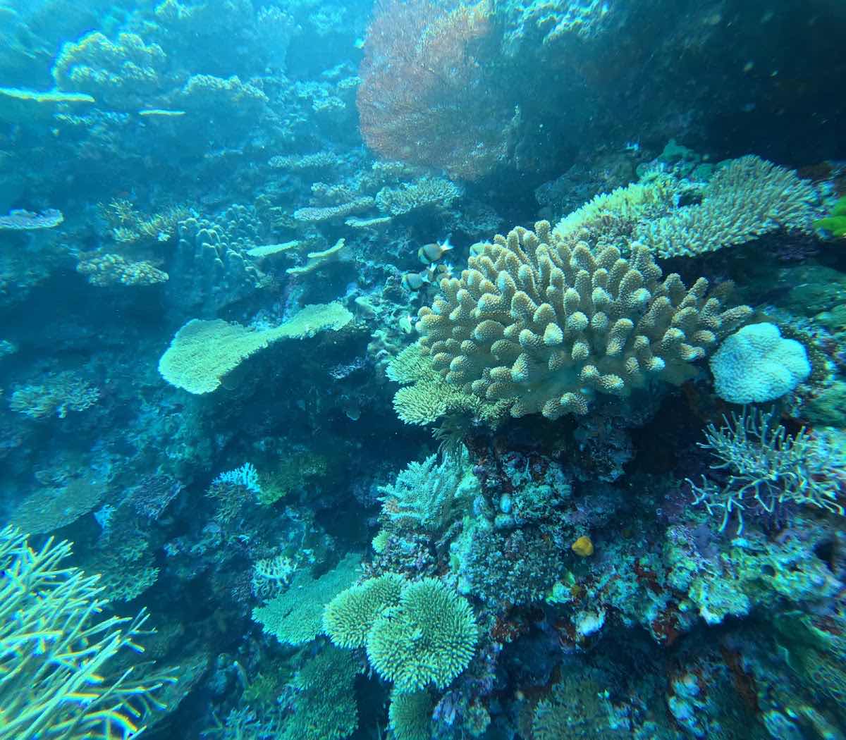 Ra Divers Fiji photo 9