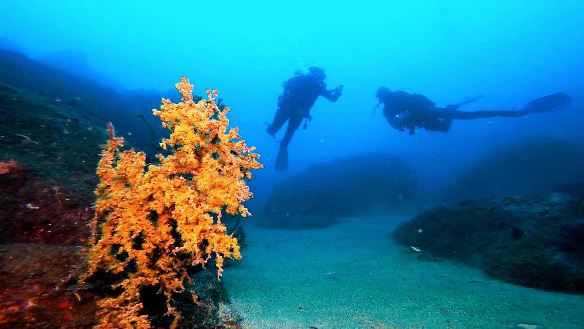 Azul Diving Madeira | Ponta de São Lourenço photo 7