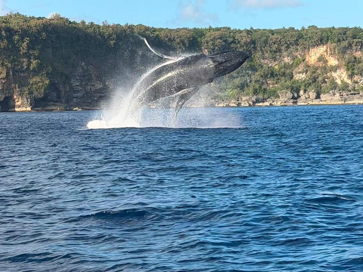 Vava'u Whale Watching Adventures photo 3