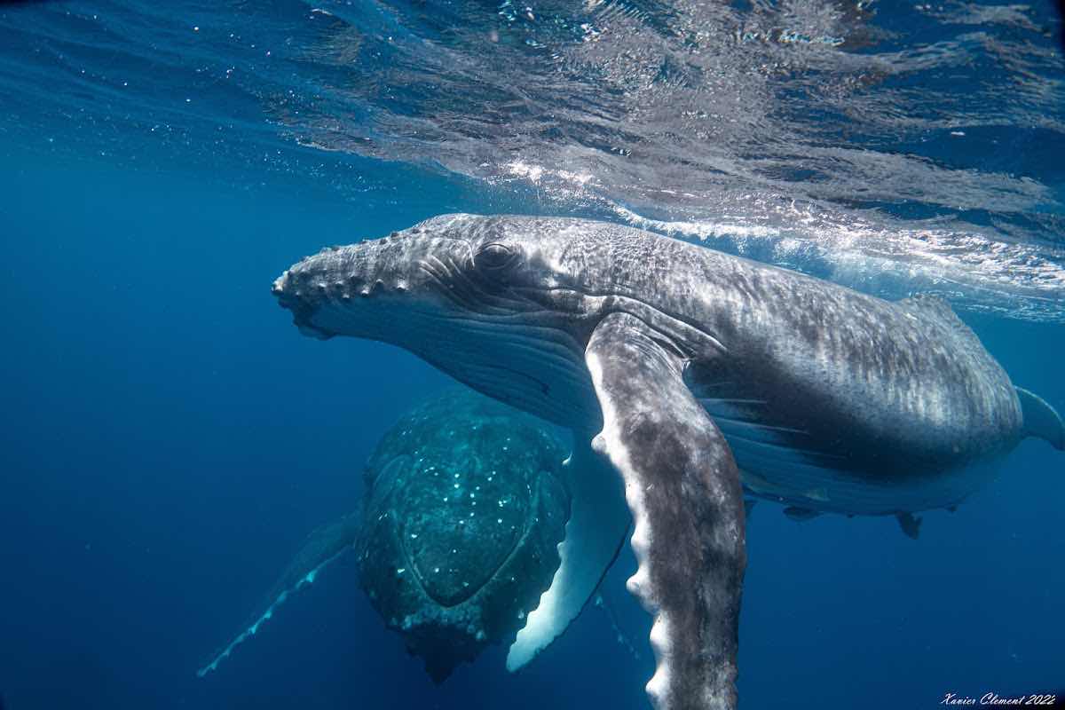 Vava'u Whale Watching Adventures photo 4