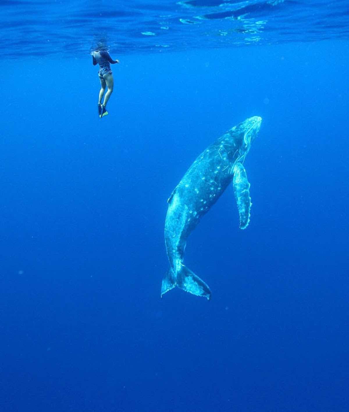 Vava'u Whale Watching Adventures photo 5