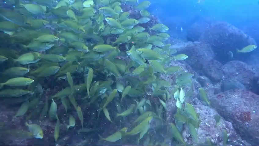 Diving Tours Mirissa photo 10