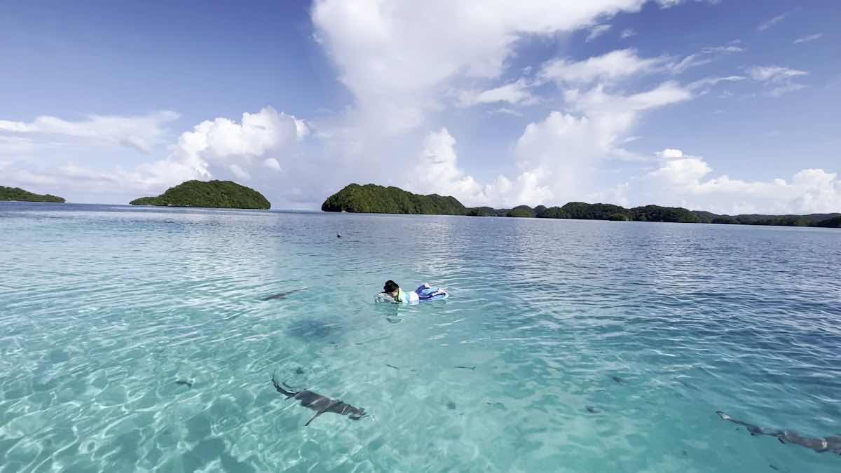Belau Diving photo 3